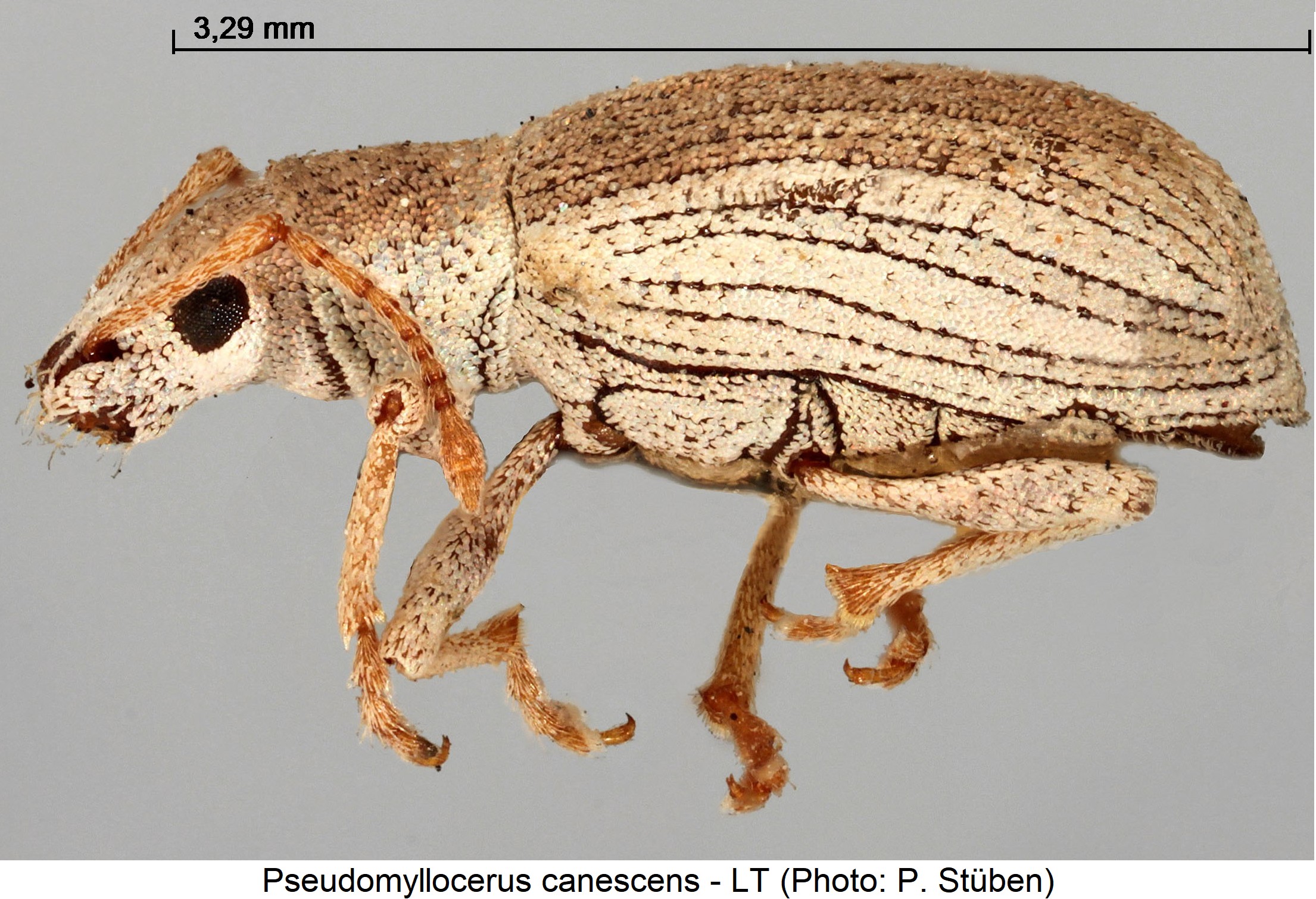 pseudomyllocerus_canescens_sa.jpg