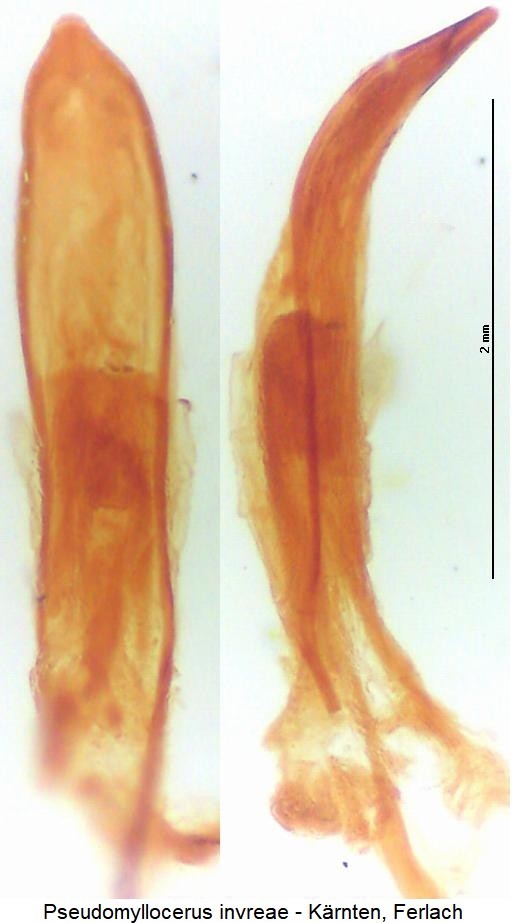 pseudomyllocerus_invreae.jpg