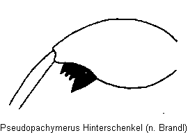 pseudopachymerus_hschl.gif