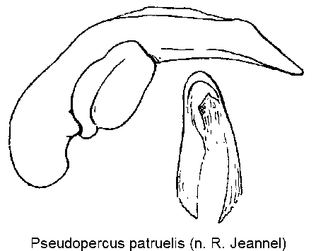 pseudopercus_patruelis.gif