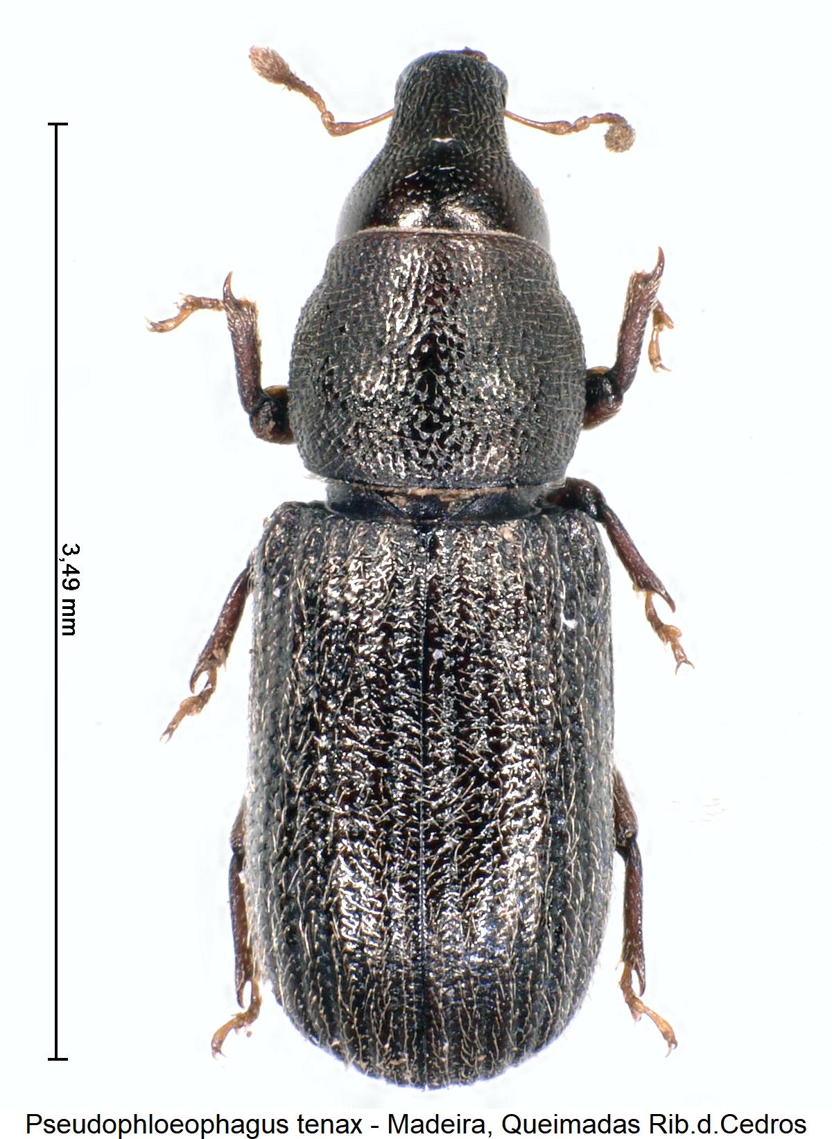 pseudophloeophagus_tenax_hab.jpg