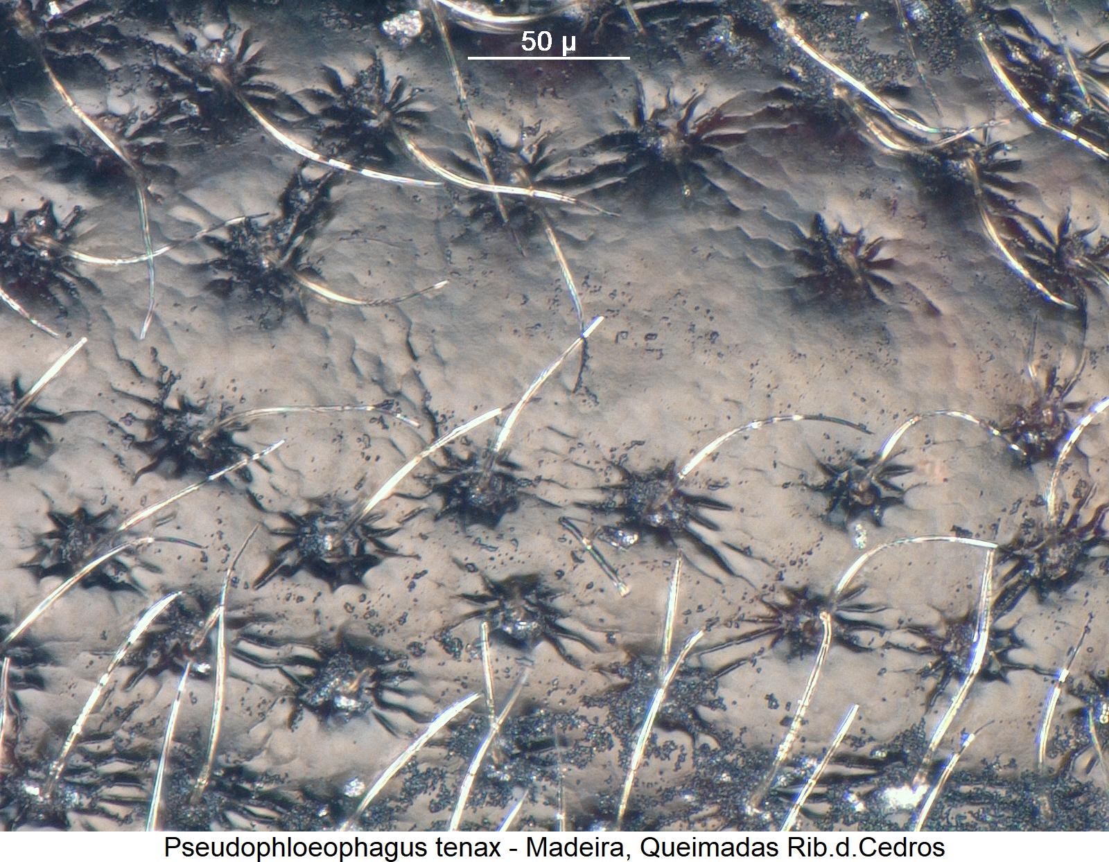 pseudophloeophagus_tenax_ms.jpg