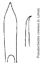 pseudorchestes_cinereus.gif