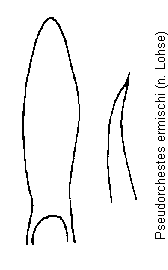 pseudorchestes_ermischi.gif