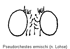 pseudorchestes_ermischi_k.gif