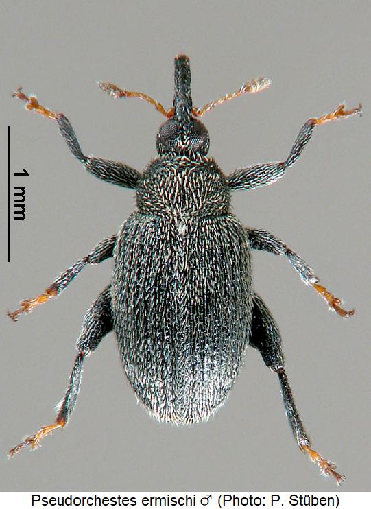 pseudorchestes_ermischi_m_hab.jpg