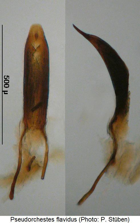 pseudorchestes_flavidus.jpg