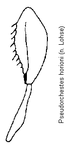 pseudorchestes_horioni_hb.gif