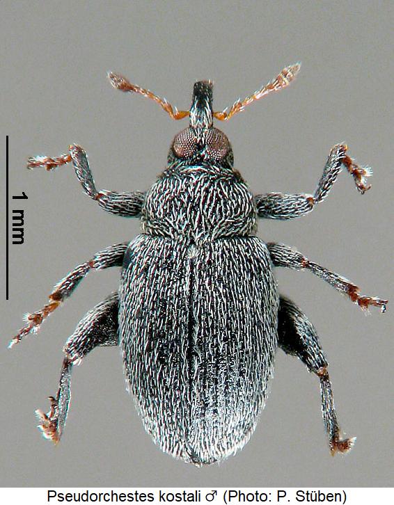 pseudorchestes_kostali_m_hab.jpg