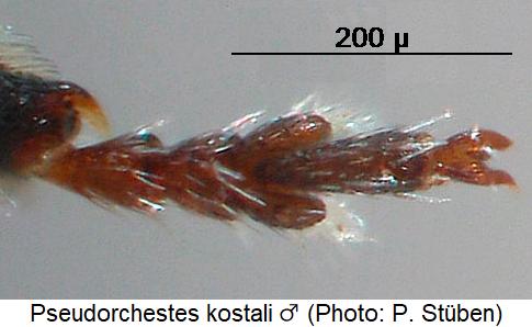 pseudorchestes_kostali_m_mtr.jpg