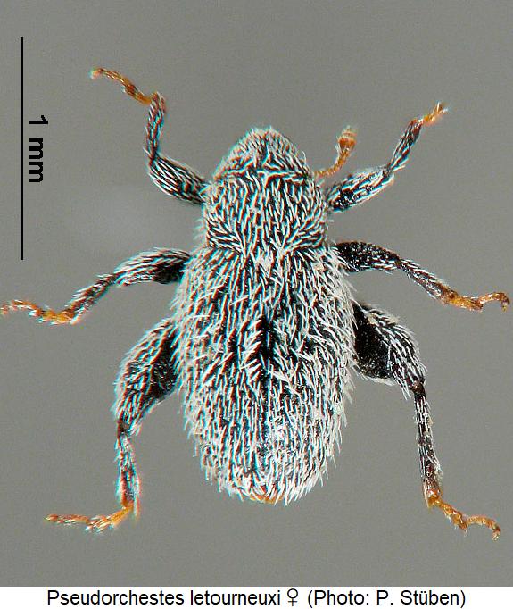 pseudorchestes_letourneuxi_w_hab.jpg