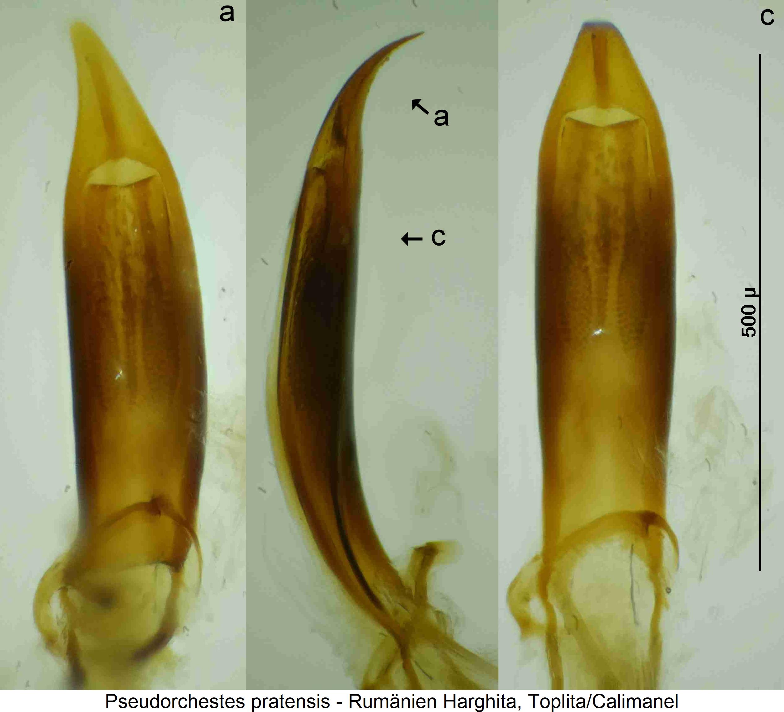 pseudorchestes_pratensis1.jpg