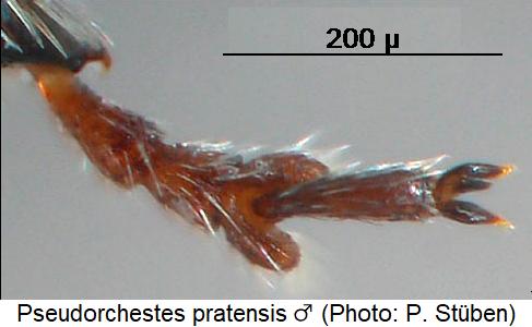 pseudorchestes_pratensis_m_mtr.jpg