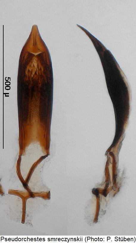 pseudorchestes_smreczynskii.jpg