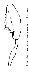 pseudorchestes_smreczynskii_hb.gif