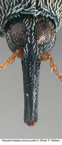 pseudorchestes_smreczynskii_w_k.jpg