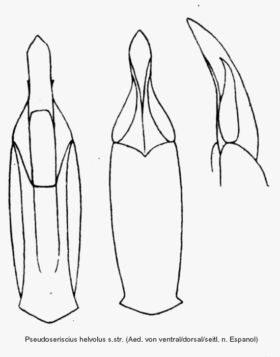 pseudoseriscius_helvolus_aed.gif