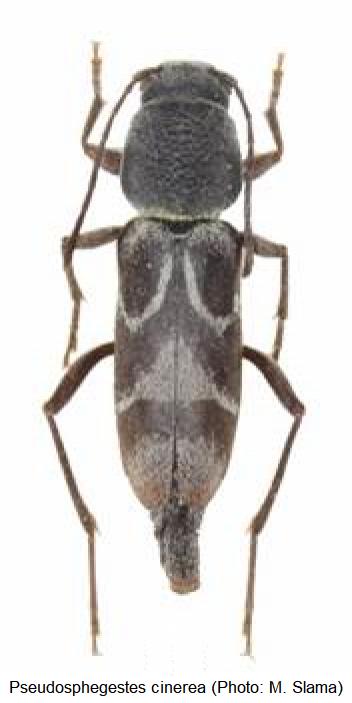 pseudosphegestes_cinerea_hab.jpg