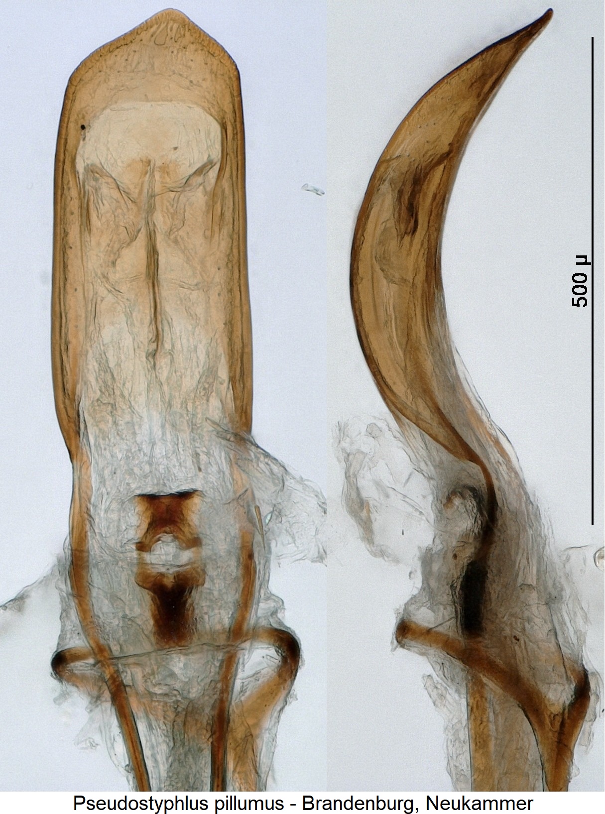 pseudostyphlus_pillumus.jpg