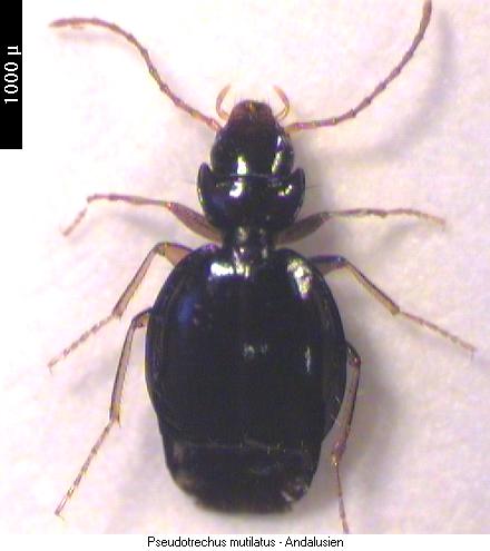 pseudotrechus_mutilatus_hab.jpg