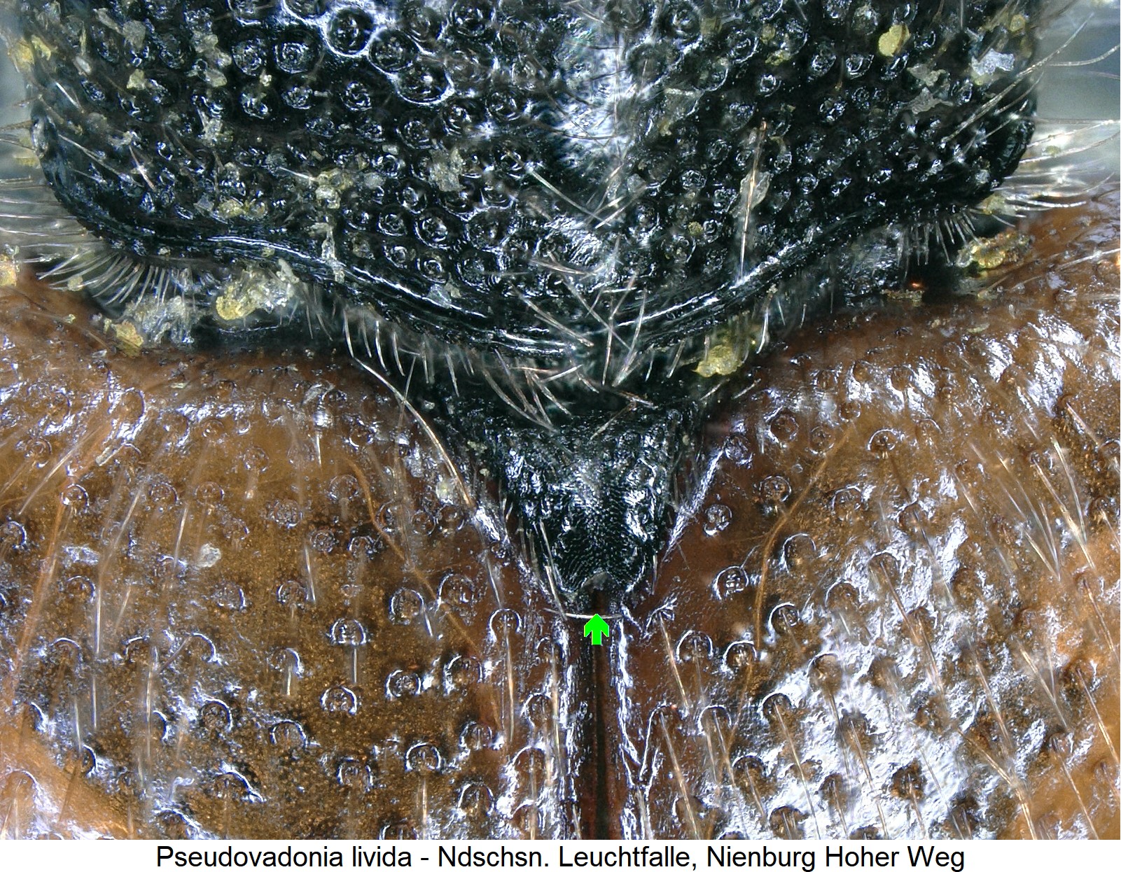 pseudovadonia_livida_scut.jpg