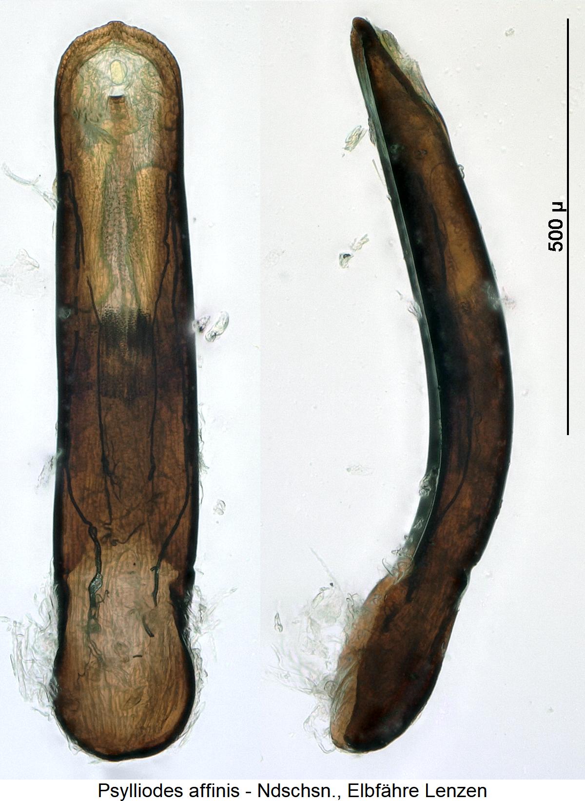 psylliodes_affinis1.jpg