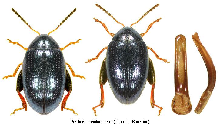 psylliodes_chalcomera.jpg