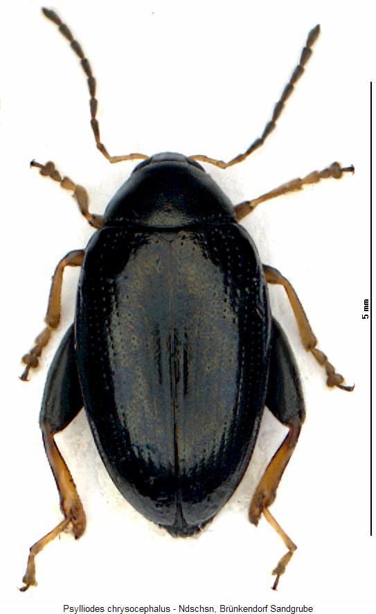 psylliodes_chrysocephalus_hab.jpg
