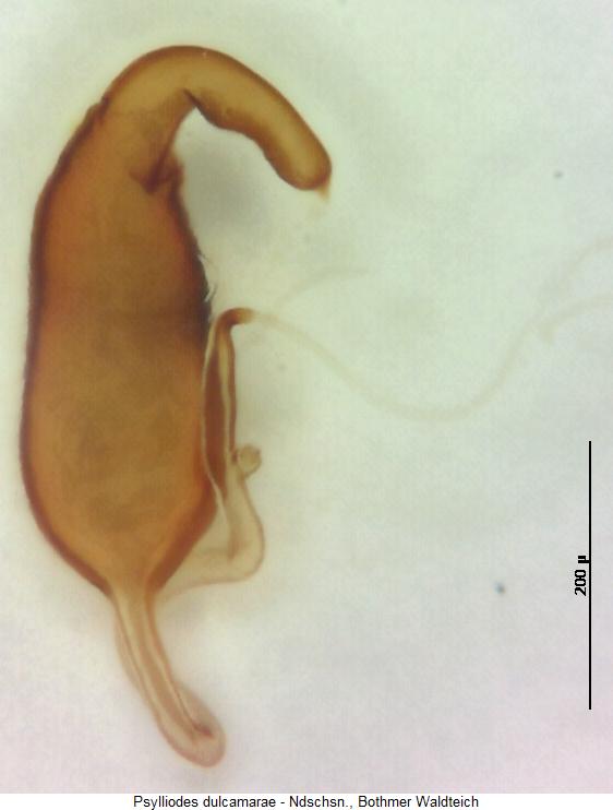 psylliodes_dulcamarae_sperm.jpg