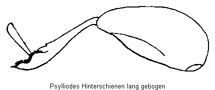 psylliodes_hinterschienen_lang.gif