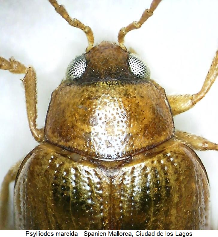 psylliodes_marcida_vk.jpg