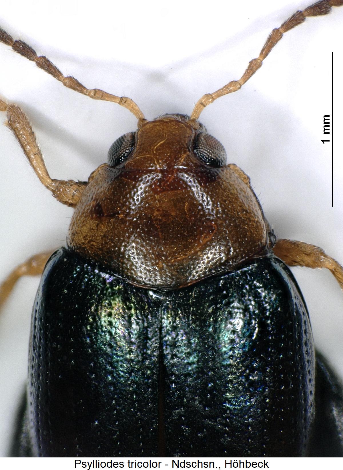 psylliodes_tricolor_vk.jpg