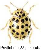psyllobora_vigintiduopunctata_hab.jpg