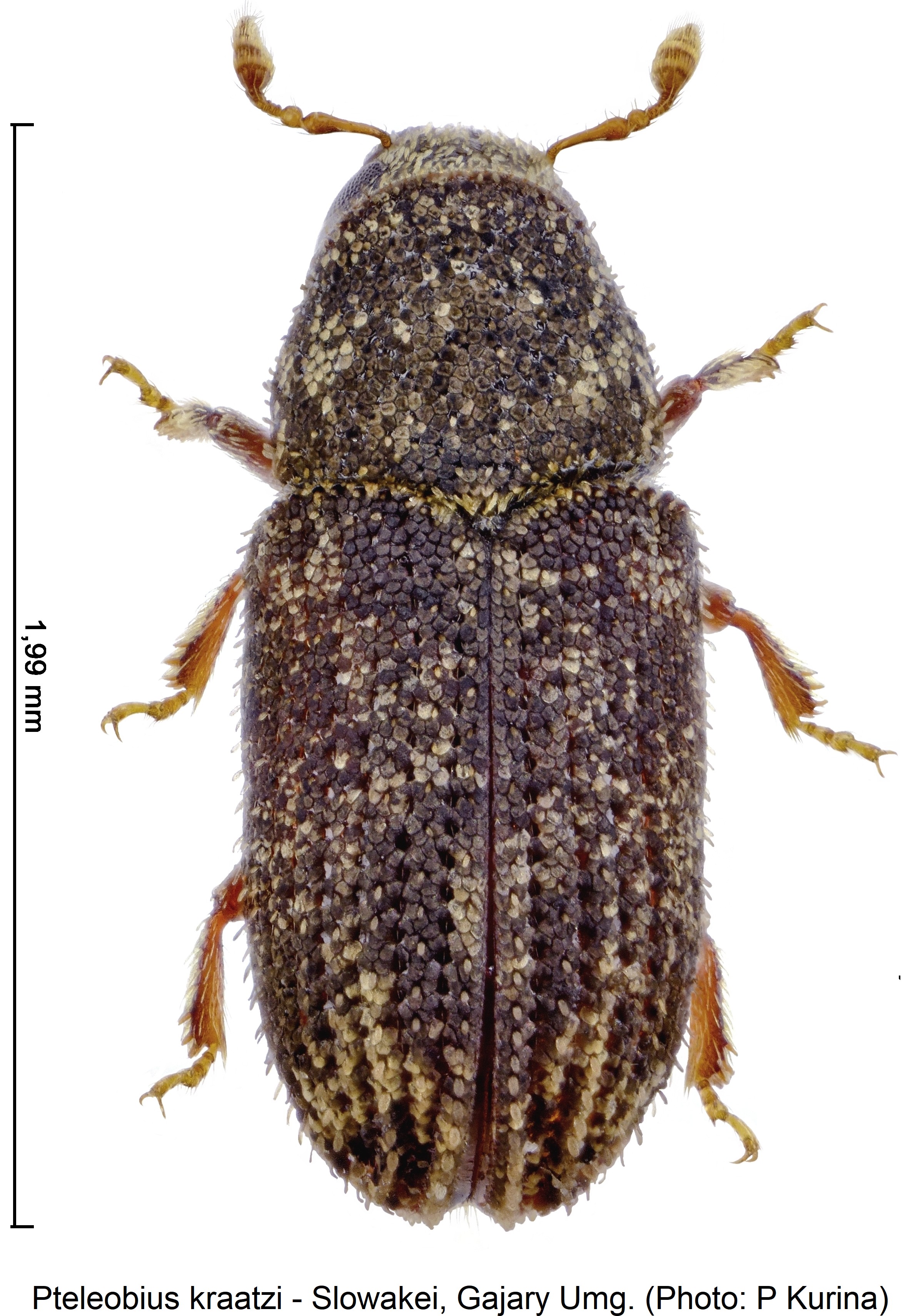 pteleobius_kraatzii_hab.jpg