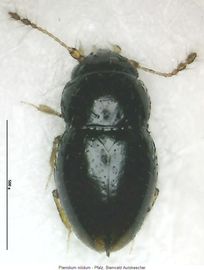 ptenidium_nitidum_hab.jpg
