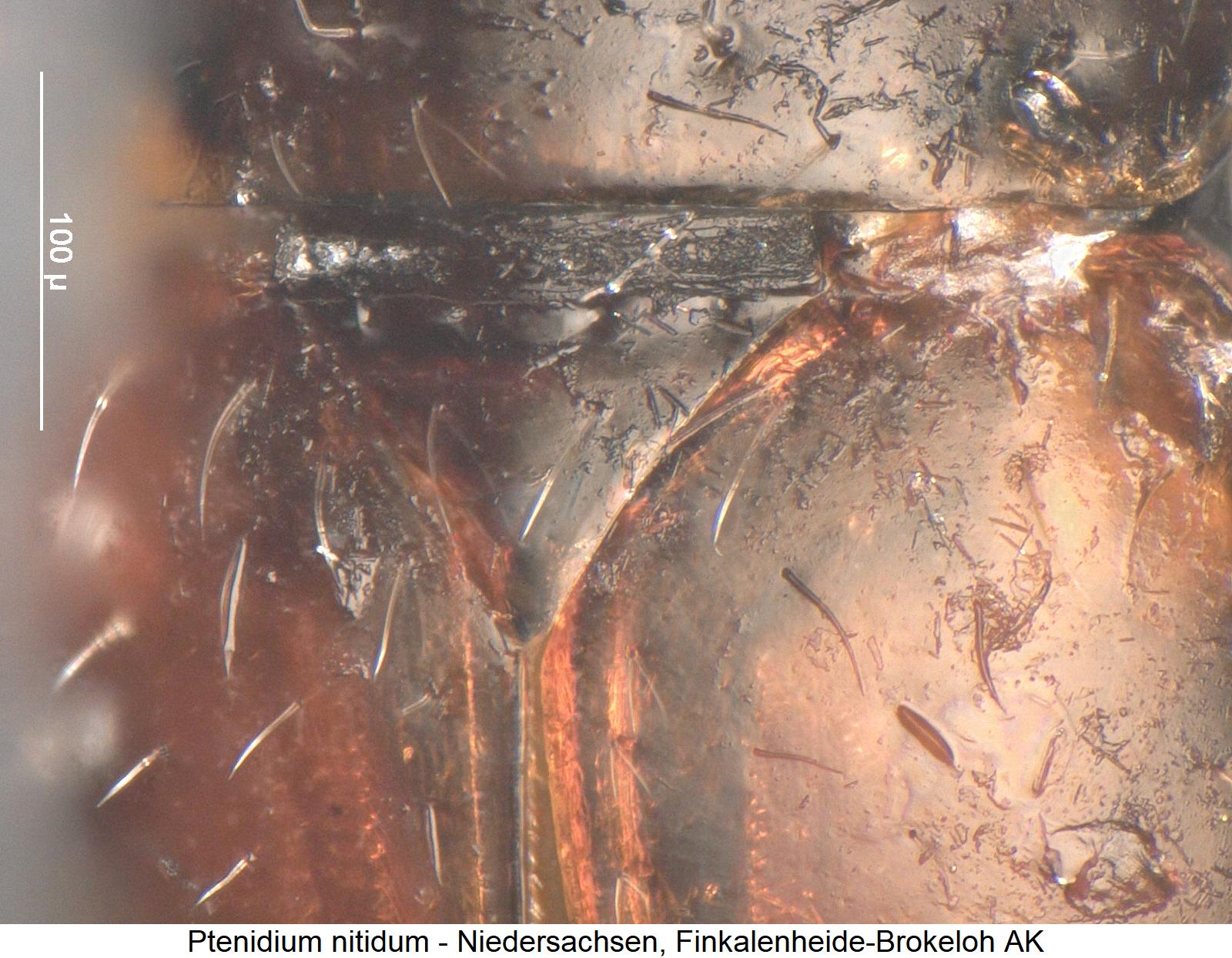 ptenidium_nitidum_scut.jpg