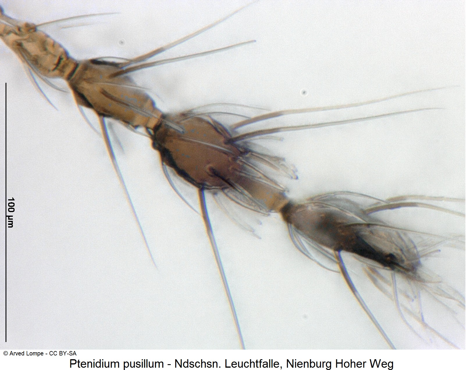 ptenidium_pusillum_ck36057526_f-1.jpg