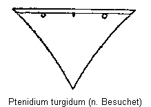 ptenidium_turgidum_scut.gif