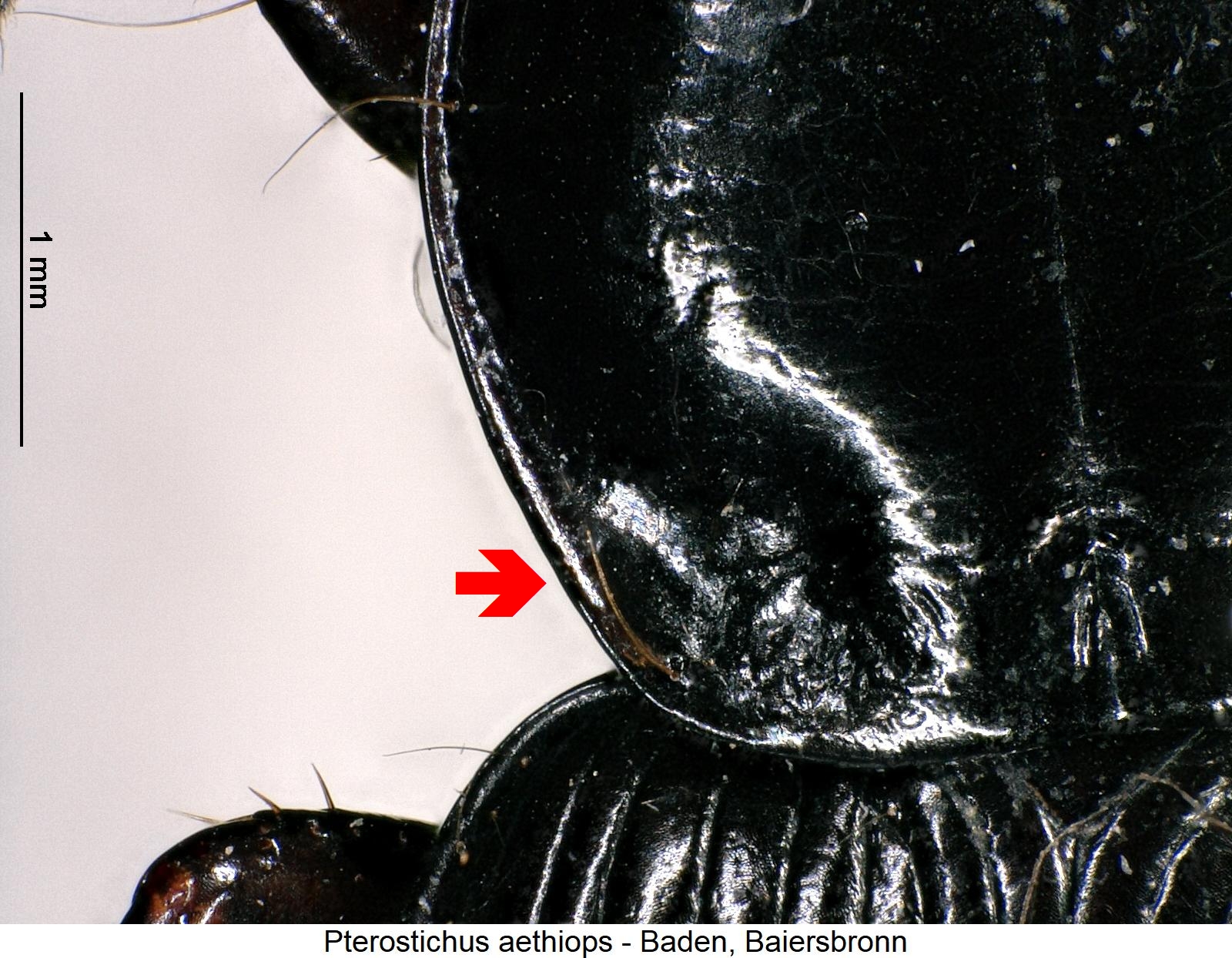 pterostichus_aethiops_hsch.jpg
