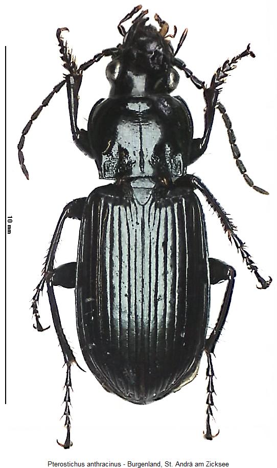 pterostichus_anthracinus_hab2.jpg