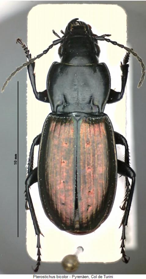 pterostichus_bicolor_hab.jpg