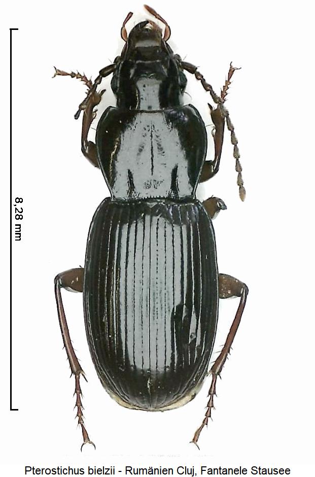 pterostichus_bielzii_hab.jpg