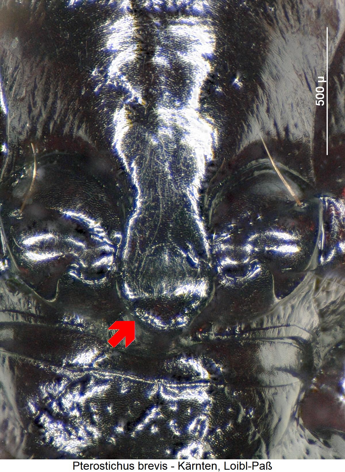 pterostichus_brevis_vbr.jpg