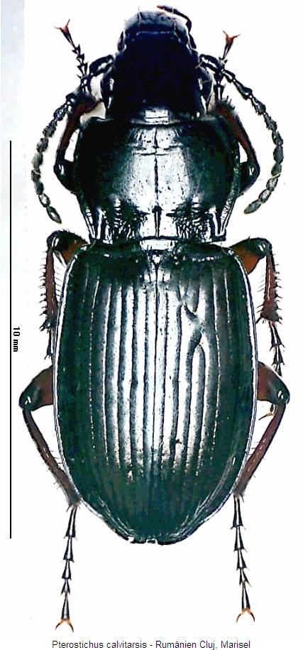 pterostichus_calvitarsis_hab.jpg
