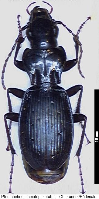 pterostichus_fasciatopunctatus_hab.jpg