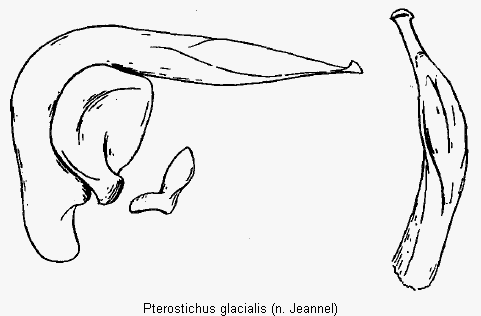 pterostichus_glacialis.gif