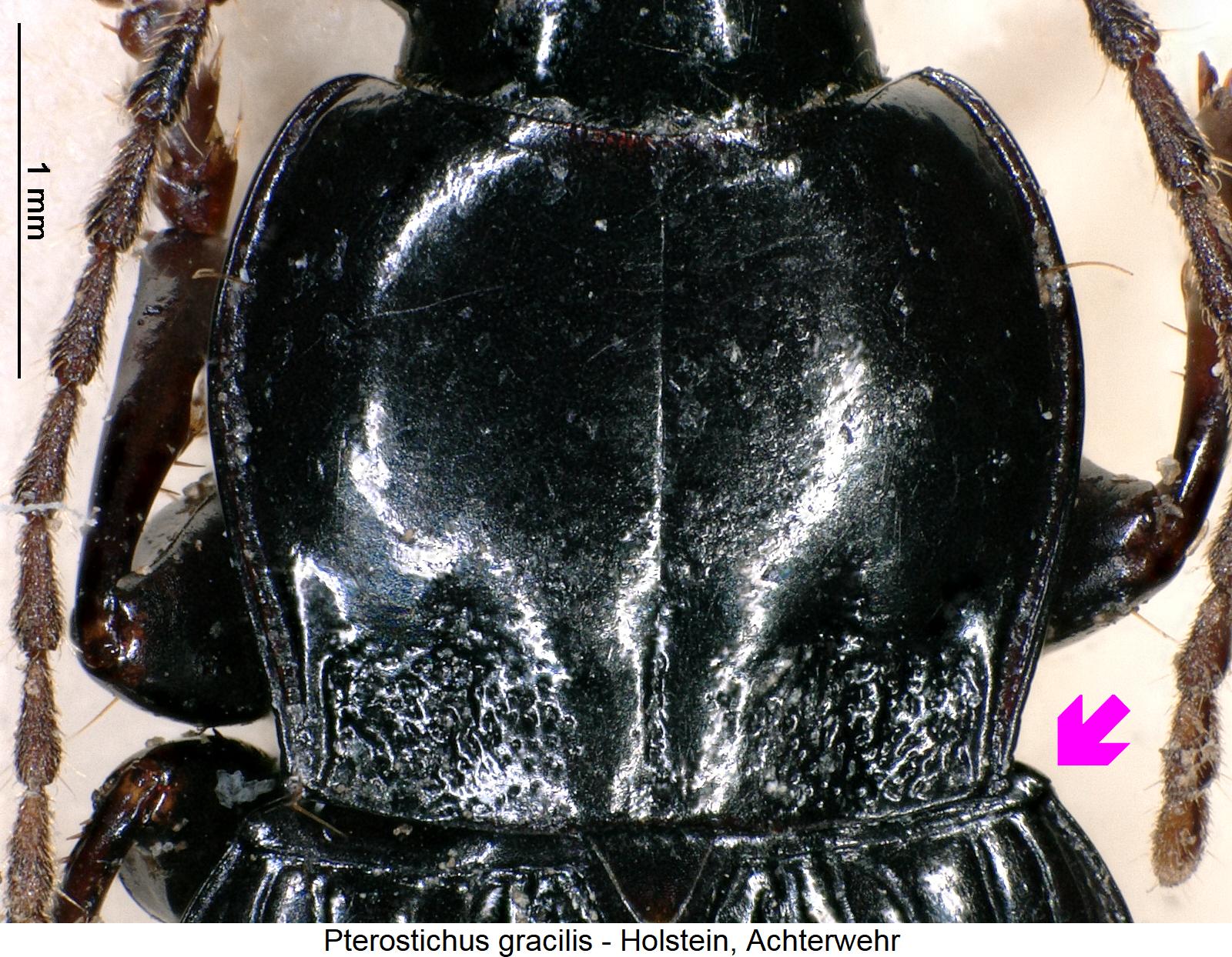 pterostichus_gracilis_hsch.jpg