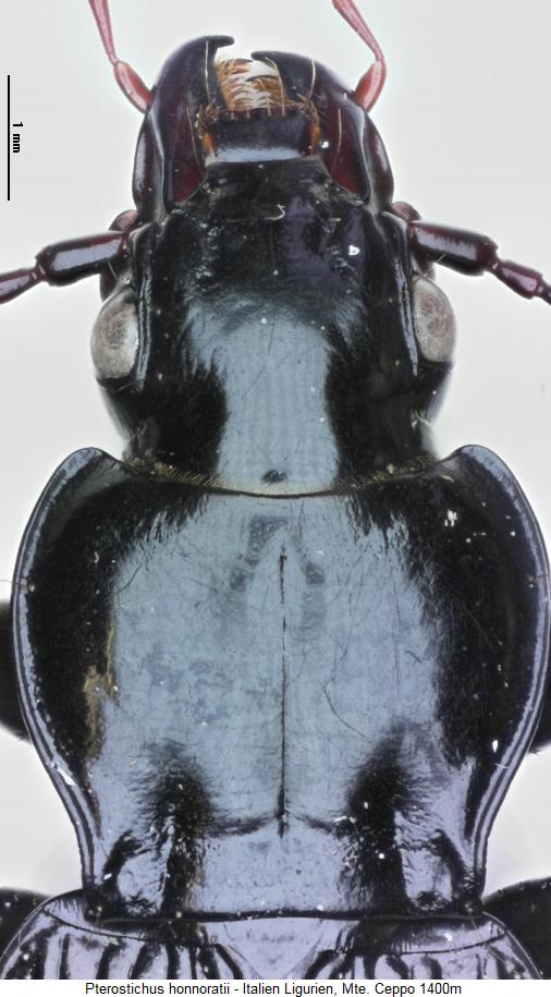 pterostichus_honnoratii_vk.jpg