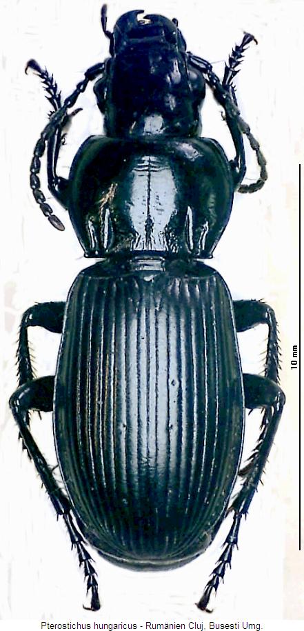 pterostichus_hungaricus_hab.jpg