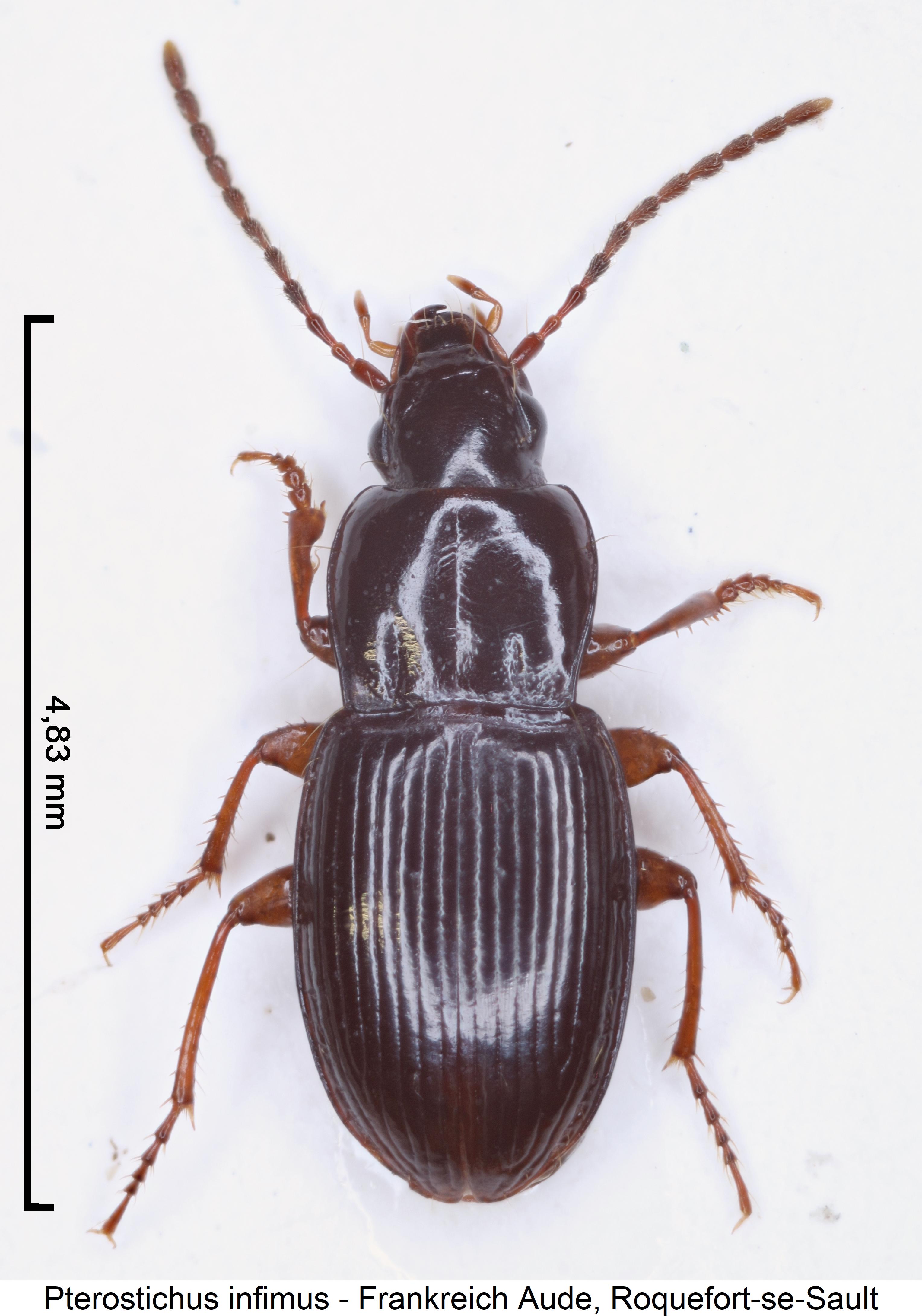 pterostichus_infimus_hab.jpg